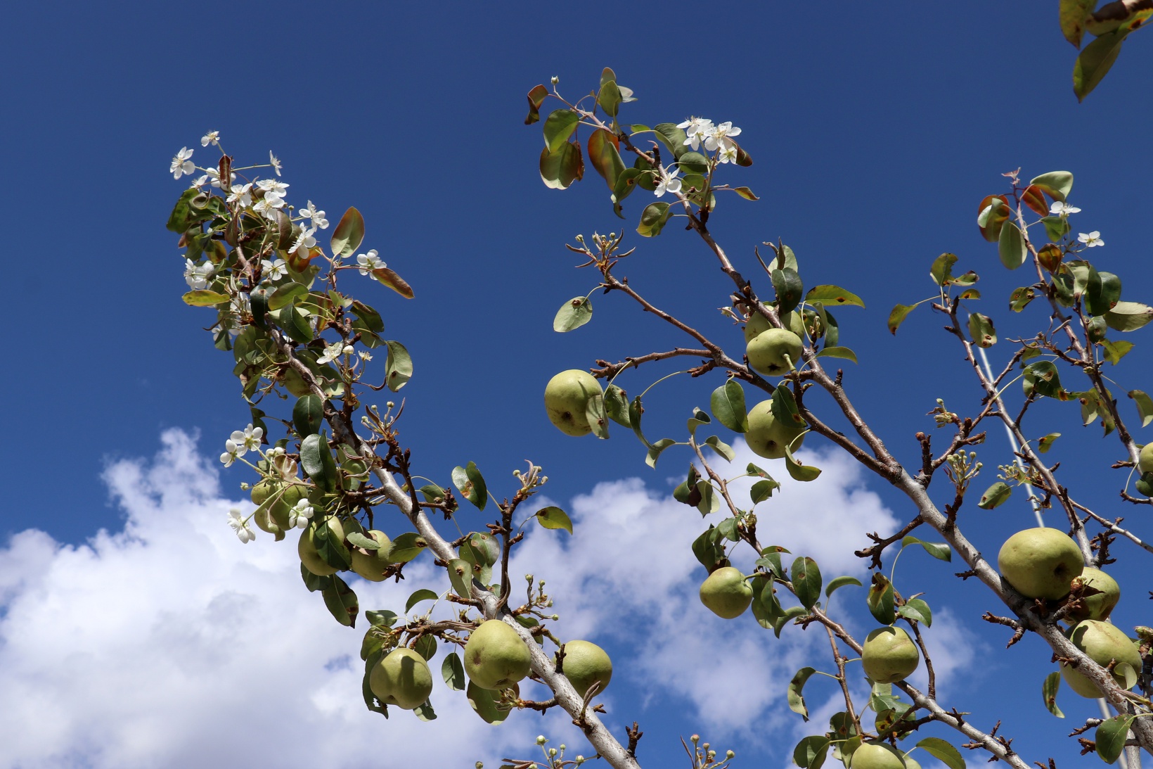 Sonbaharda baharı getiren armut ağacı görenleri şaşırtıyor 9