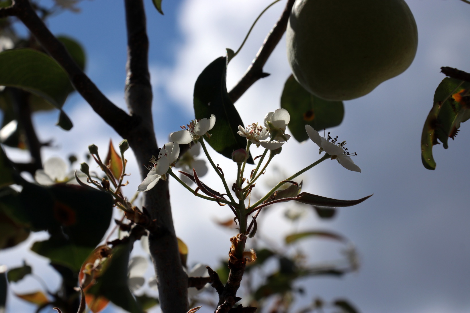 Sonbaharda baharı getiren armut ağacı görenleri şaşırtıyor 2