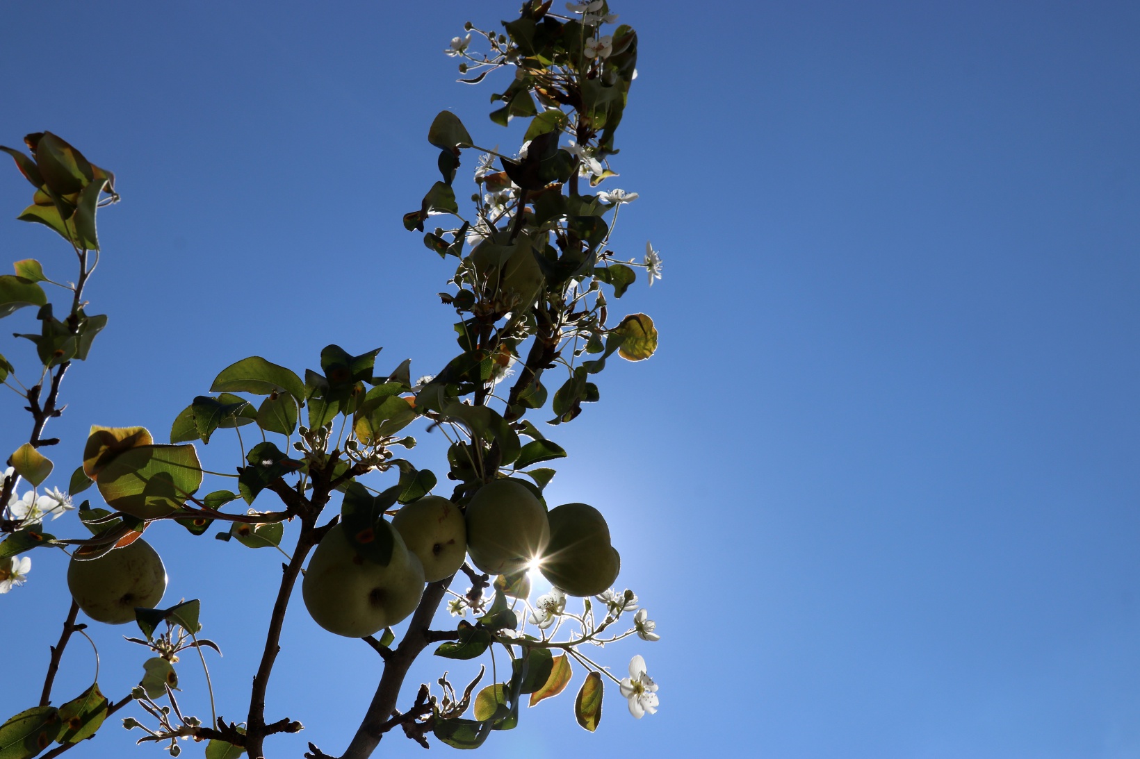 Sonbaharda baharı getiren armut ağacı görenleri şaşırtıyor 3