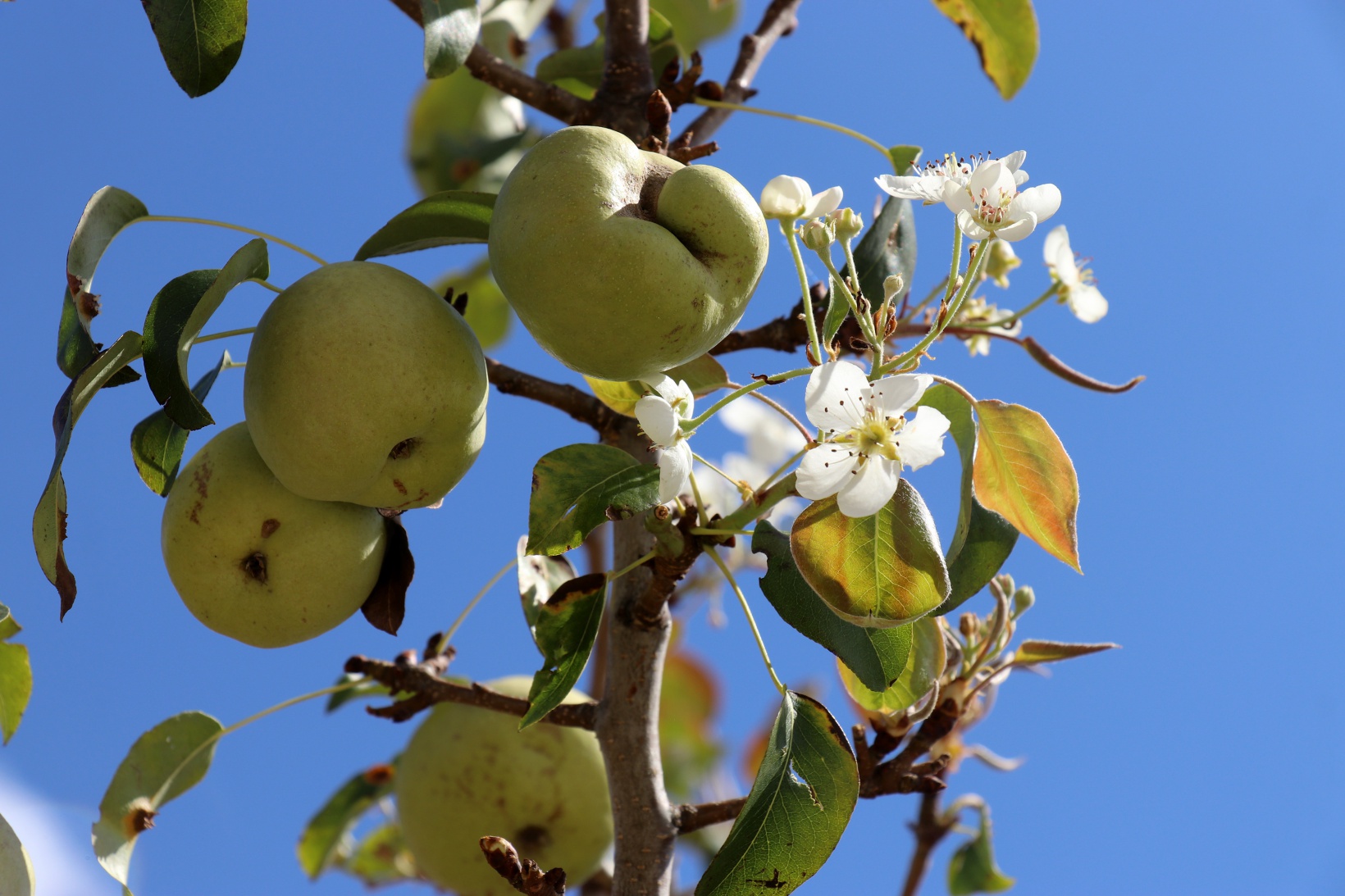 Sonbaharda baharı getiren armut ağacı görenleri şaşırtıyor 4