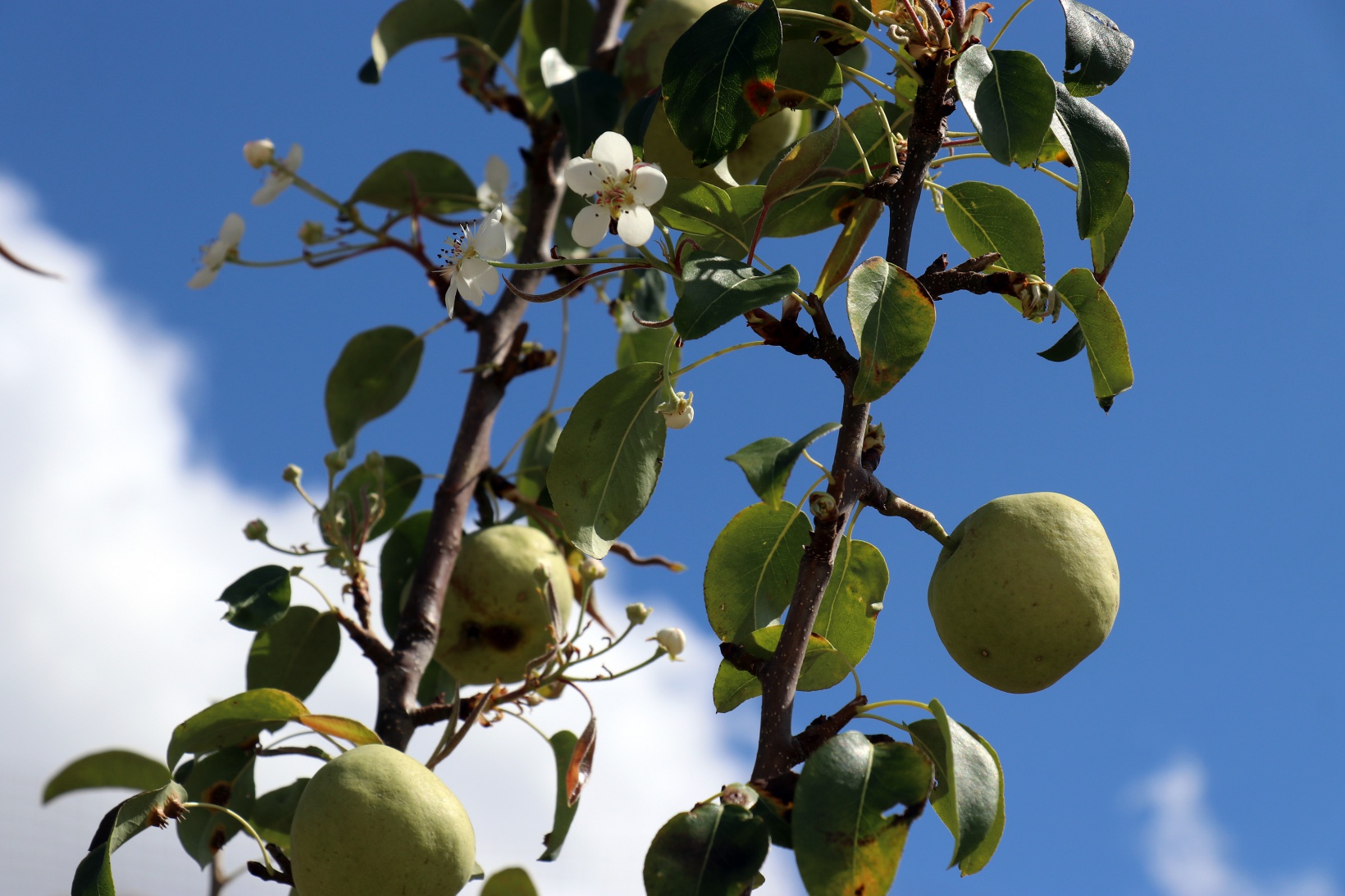 Sonbaharda baharı getiren armut ağacı görenleri şaşırtıyor 5