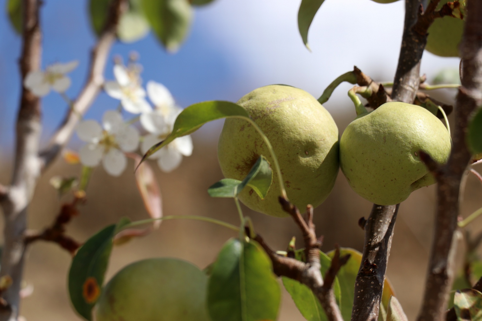 Sonbaharda baharı getiren armut ağacı görenleri şaşırtıyor 1