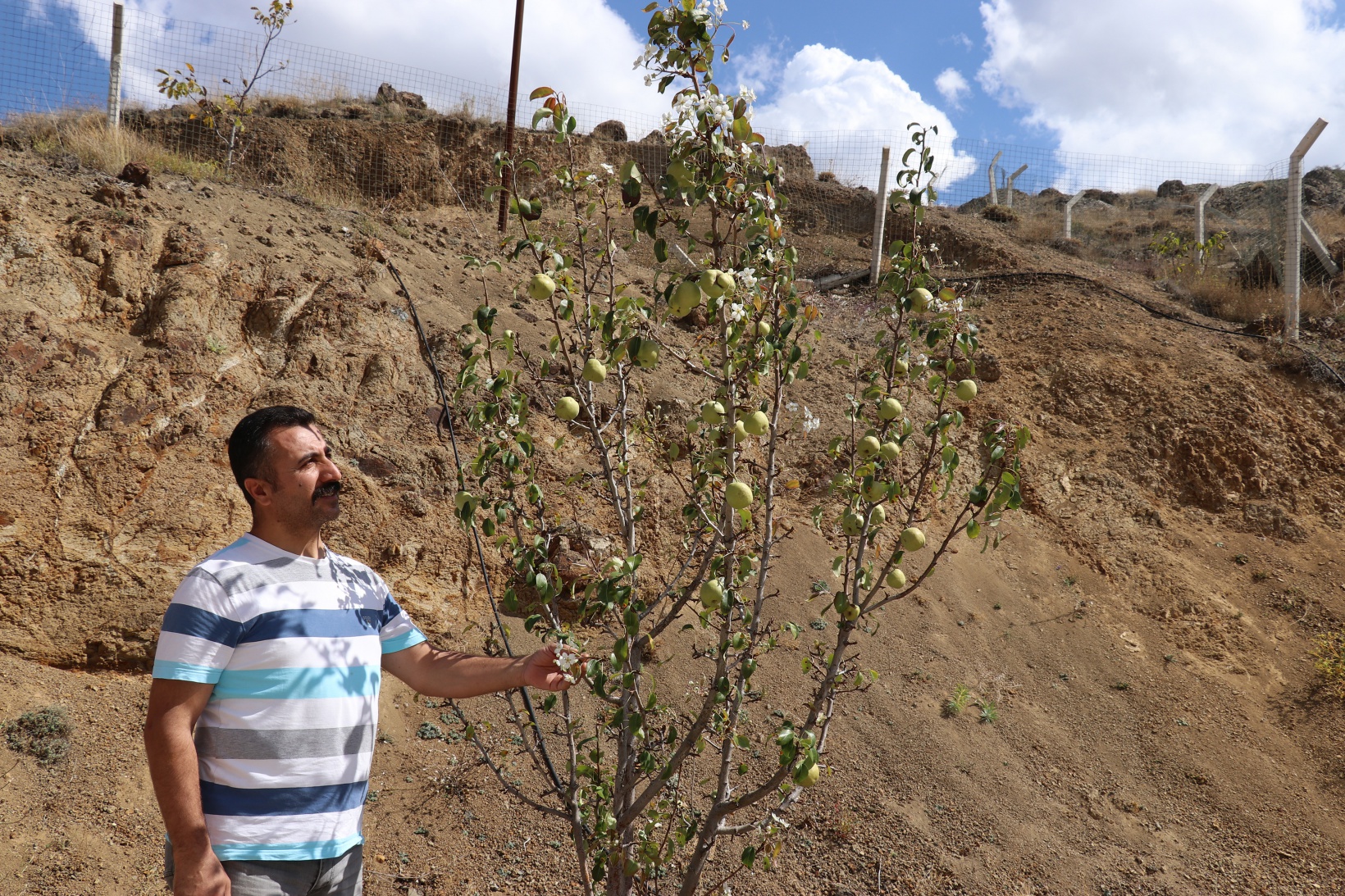 Sonbaharda baharı getiren armut ağacı görenleri şaşırtıyor 10