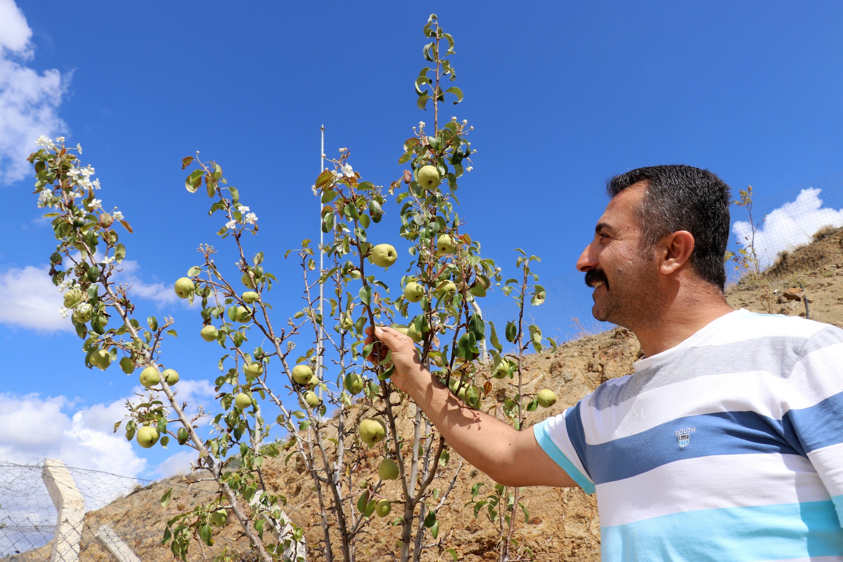 Sonbaharda baharı getiren armut ağacı görenleri şaşırtıyor 13