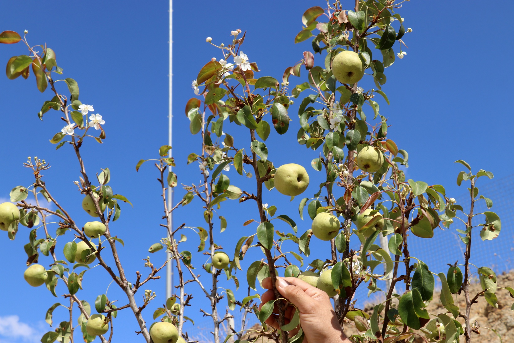 Sonbaharda baharı getiren armut ağacı görenleri şaşırtıyor 6