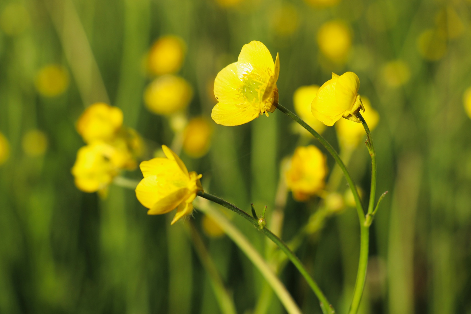 Bu manzarayı görebilmek için 10 gün kaldı 11