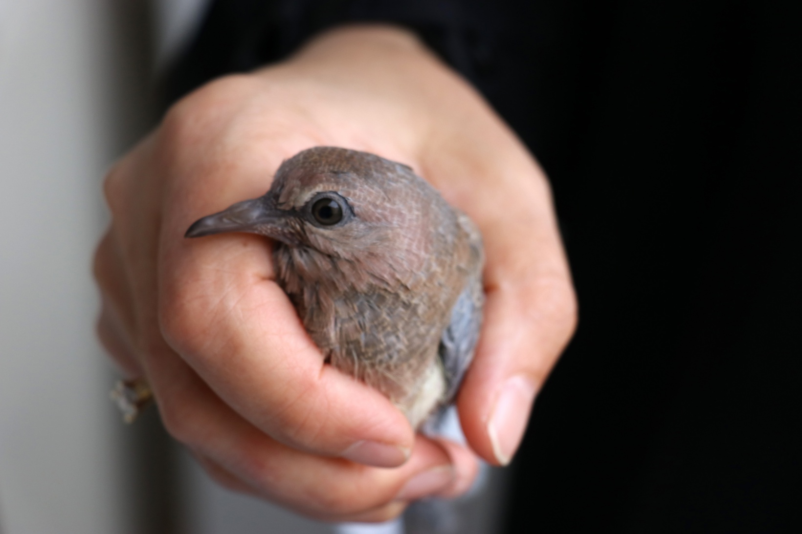 Kumrular 5 yıldır balkondaki kombinin üzerine yuva yapıyor 6