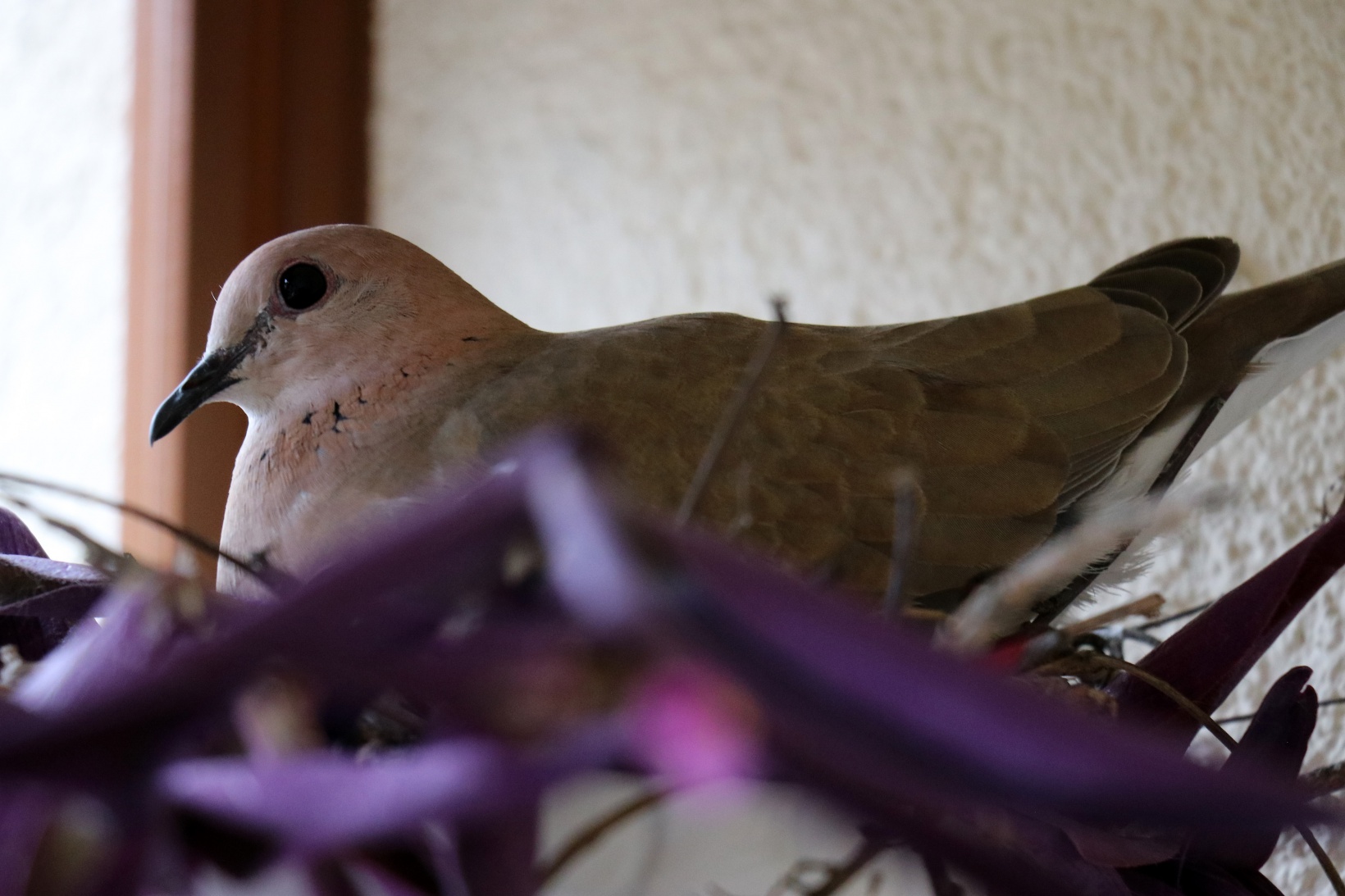 Kumrular 5 yıldır balkondaki kombinin üzerine yuva yapıyor 8