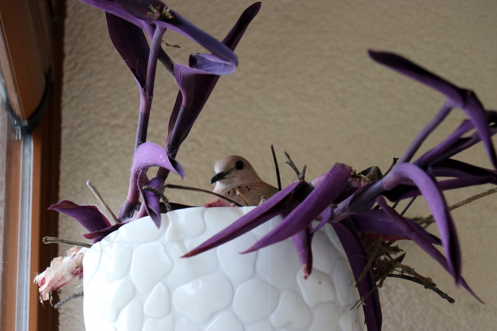 Kumrular 5 yıldır balkondaki kombinin üzerine yuva yapıyor 9