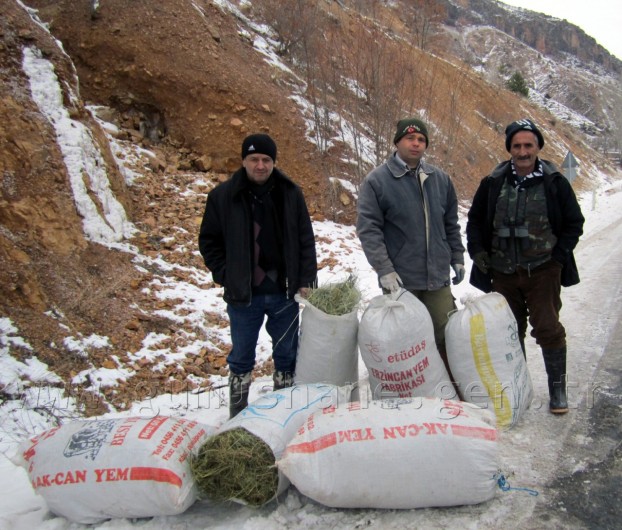 Gümüşhane'de Yaban Keçilerine Ot Bırakıldı 5