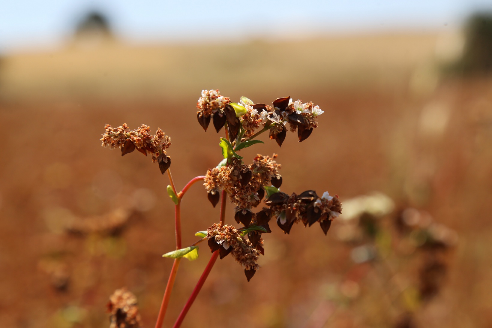Gümüşhane karabuğdayın başkenti olma yolunda ilerliyor 7