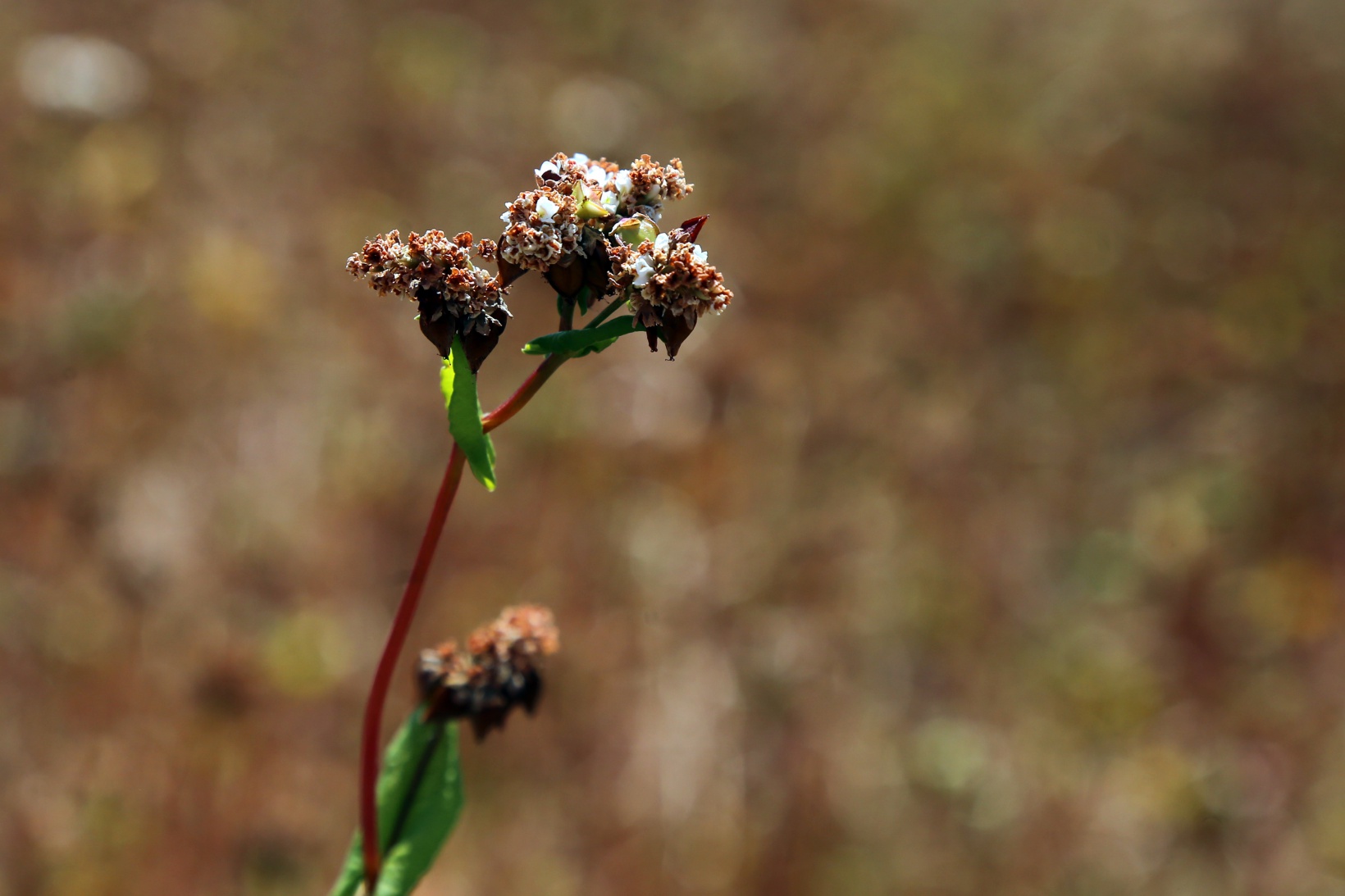 Gümüşhane karabuğdayın başkenti olma yolunda ilerliyor 12