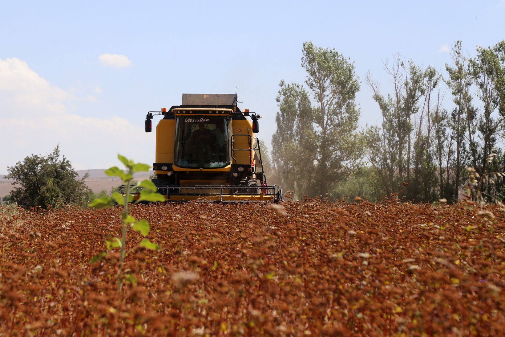 Gümüşhane karabuğdayın başkenti olma yolunda ilerliyor 21