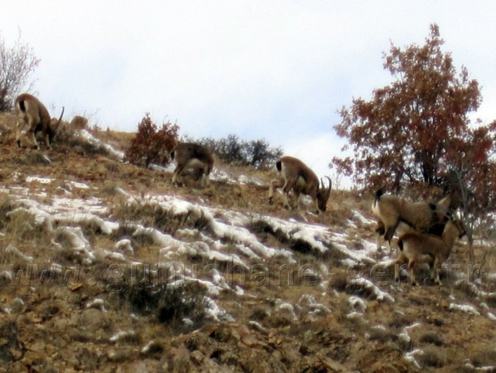 Gümüşhane'de Yaban Keçilerine Ot Bırakıldı 7