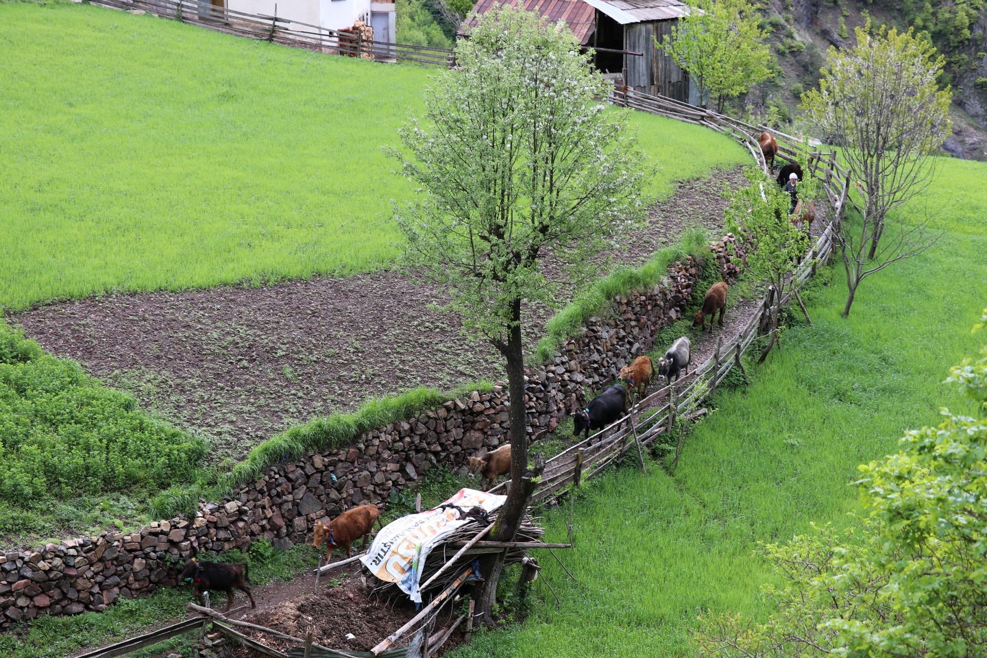Gümüşhaneli dağcılardan bulutların üzerinde yürüyüş 5