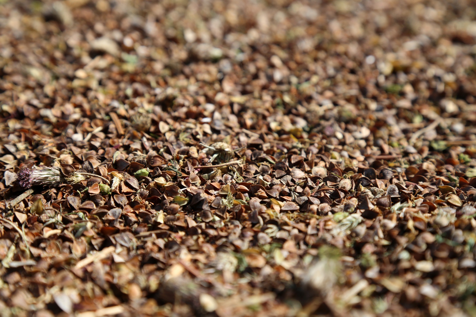 Gümüşhane karabuğdayın başkenti olma yolunda ilerliyor 2