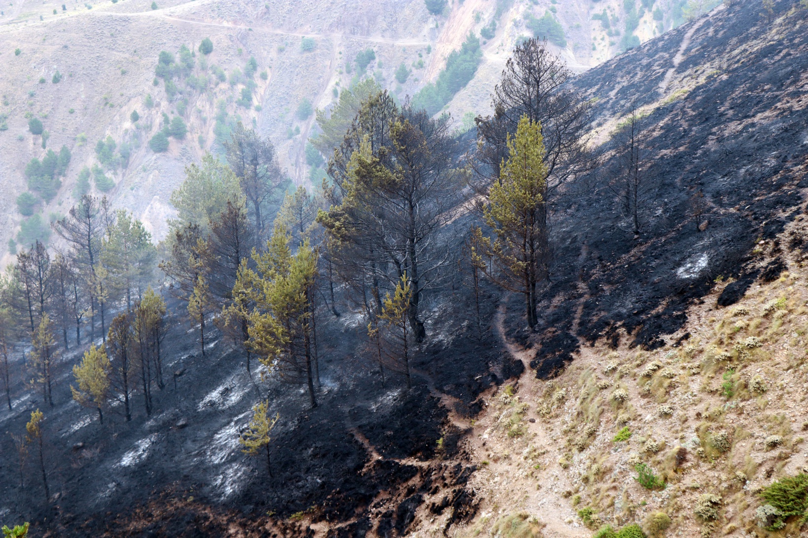 Gümüşhane’de orman ve örtü yangını 16