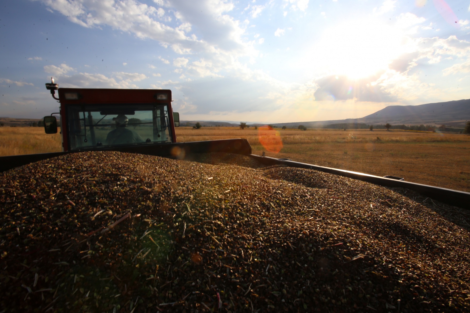 Gümüşhane karabuğdayın başkenti olma yolunda ilerliyor 14