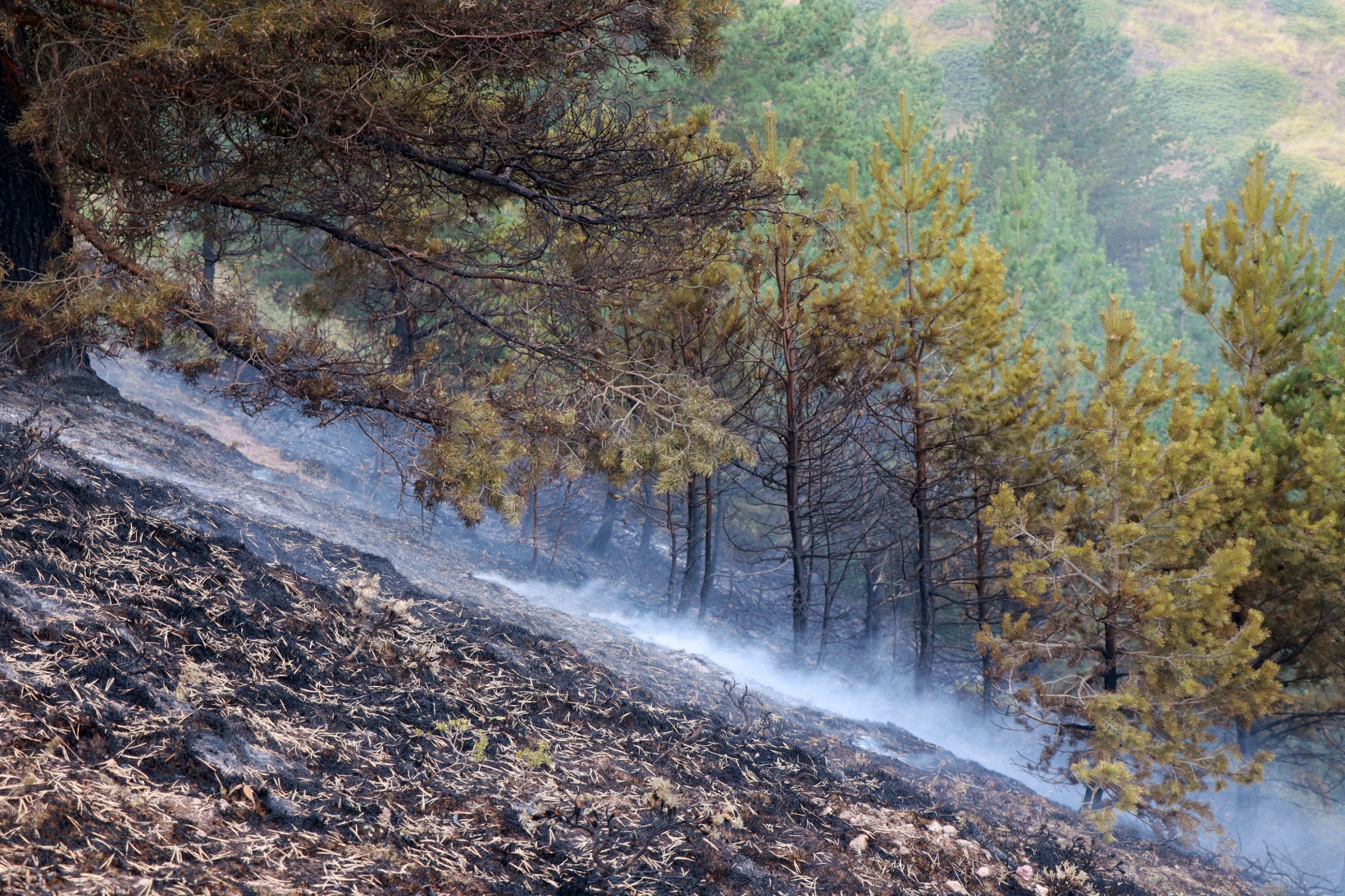Gümüşhane’de orman ve örtü yangını 19