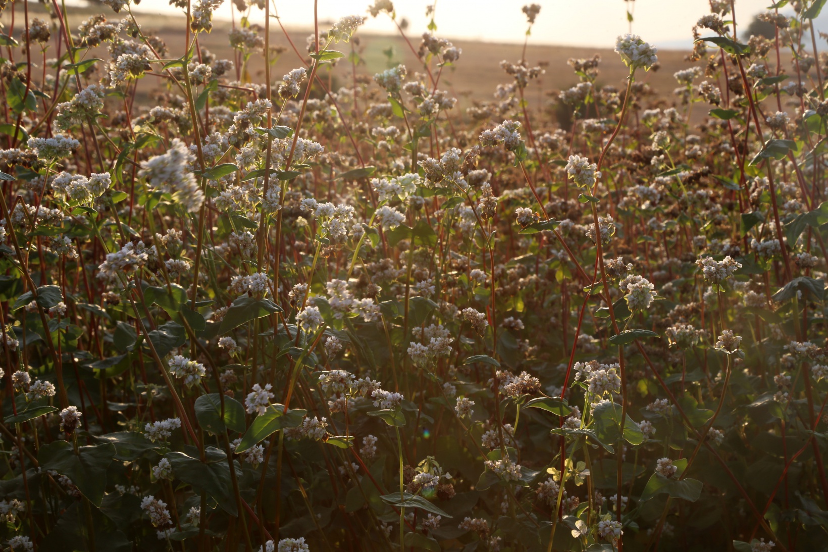Gümüşhane karabuğdayın başkenti olma yolunda ilerliyor 15