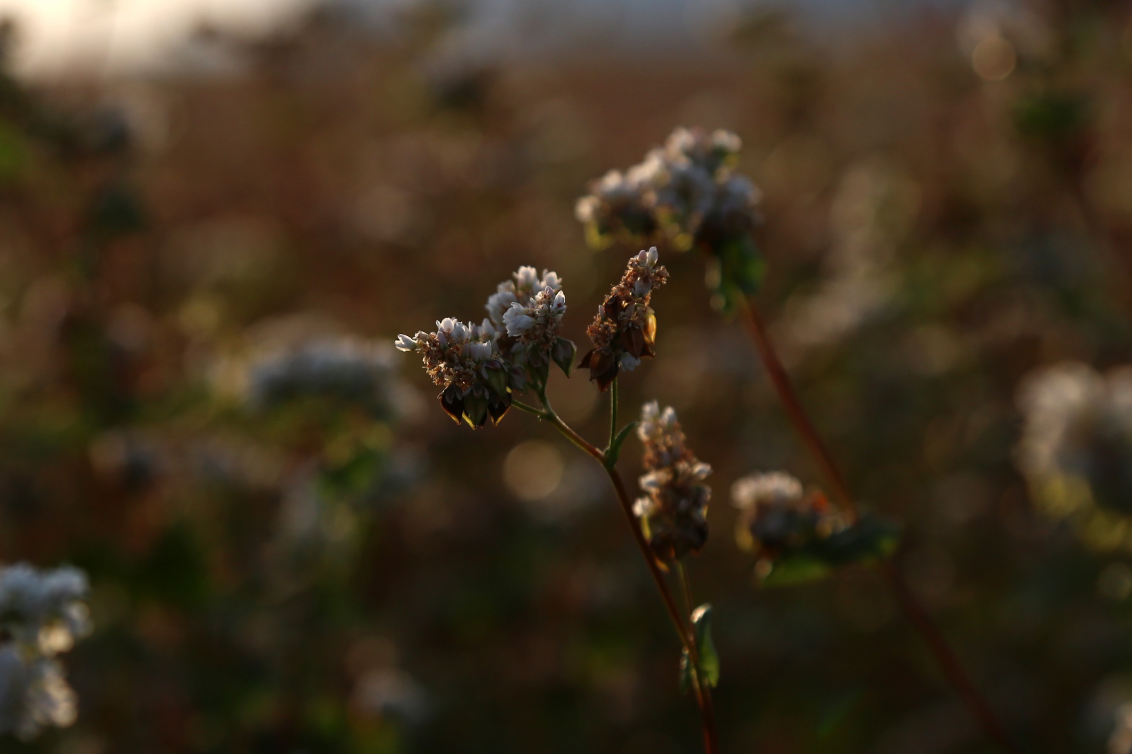 Gümüşhane karabuğdayın başkenti olma yolunda ilerliyor 22