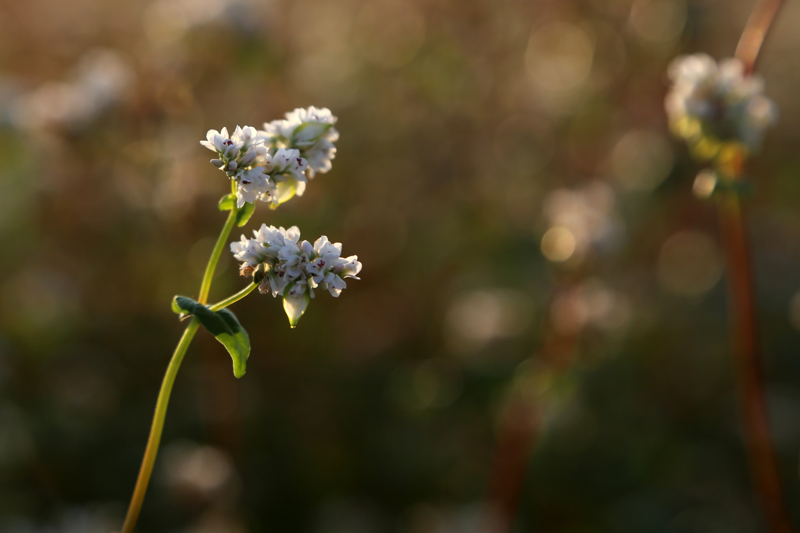 Gümüşhane karabuğdayın başkenti olma yolunda ilerliyor 24