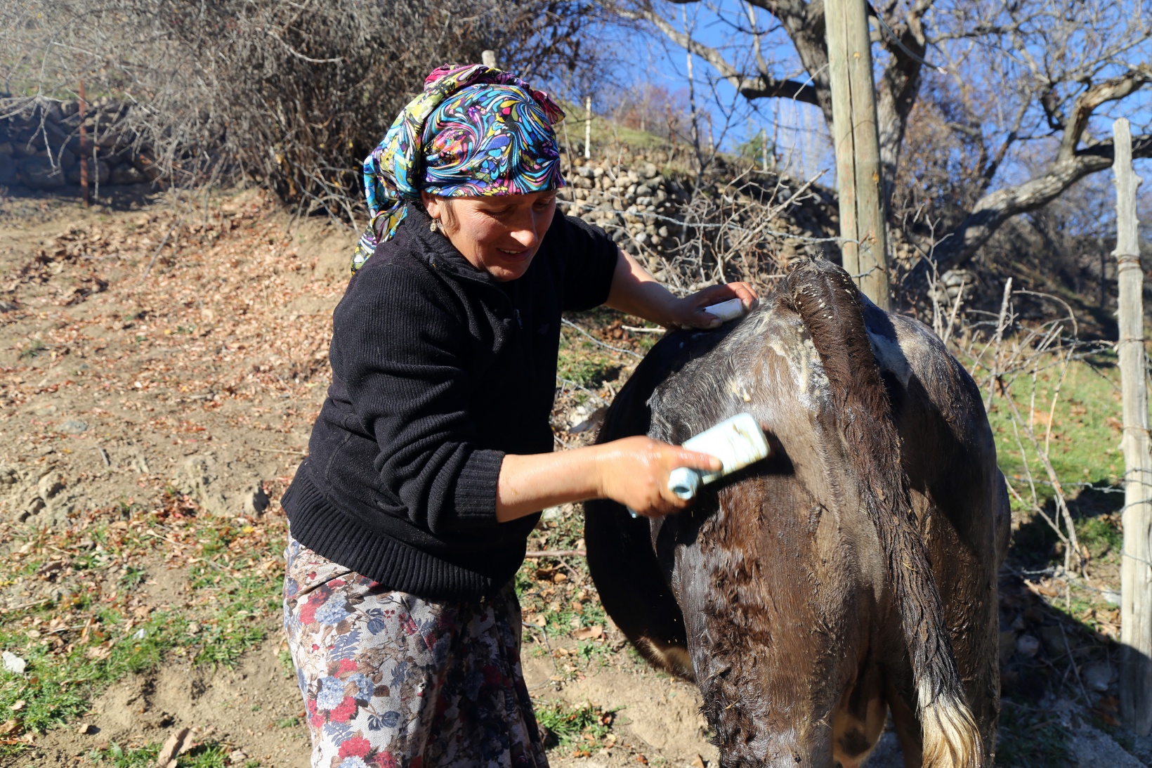 Kara kazanda ısıttıkları sularla inekleri bebek gibi yıkıyorlar 2