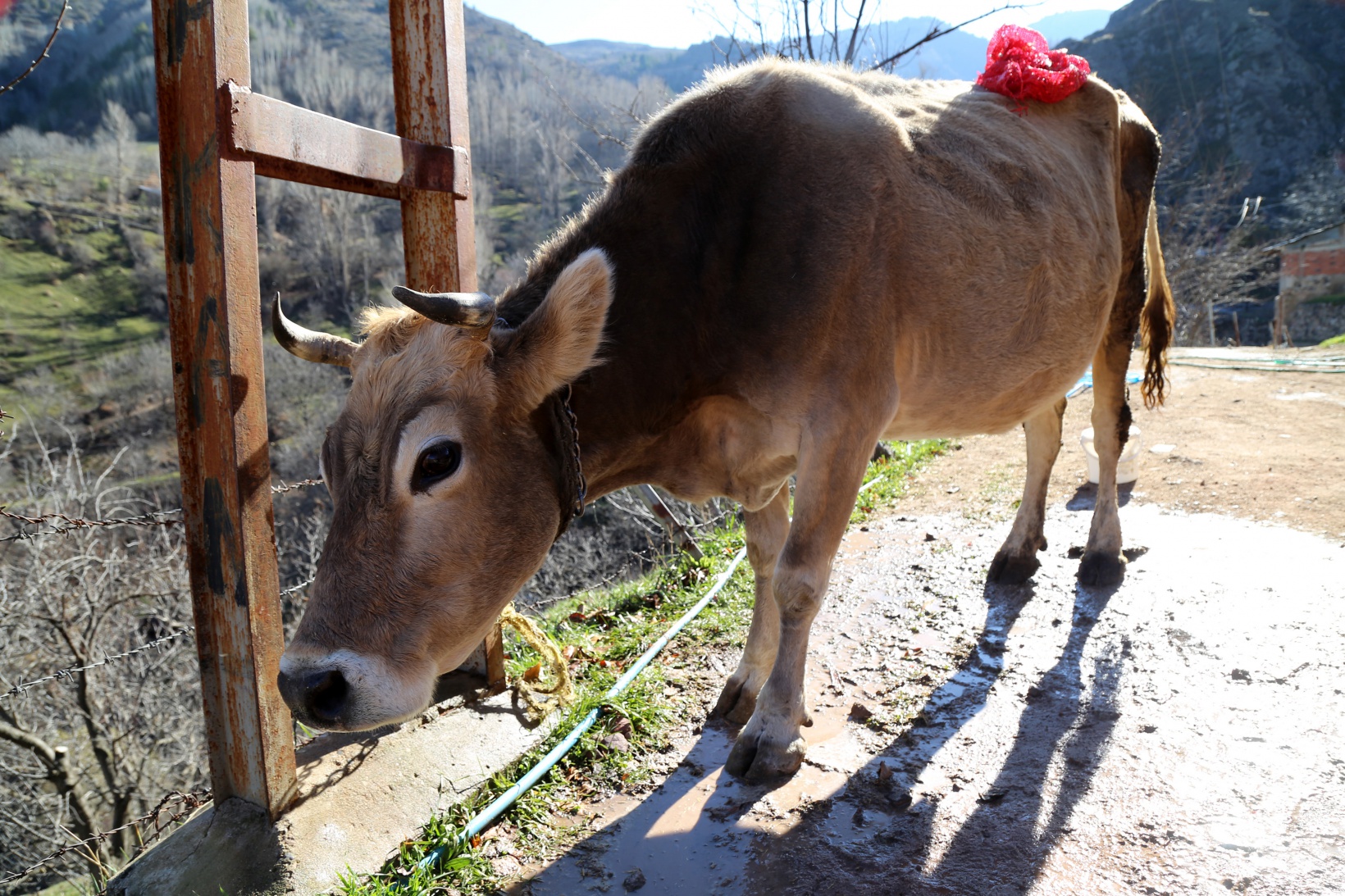 Kara kazanda ısıttıkları sularla inekleri bebek gibi yıkıyorlar 3