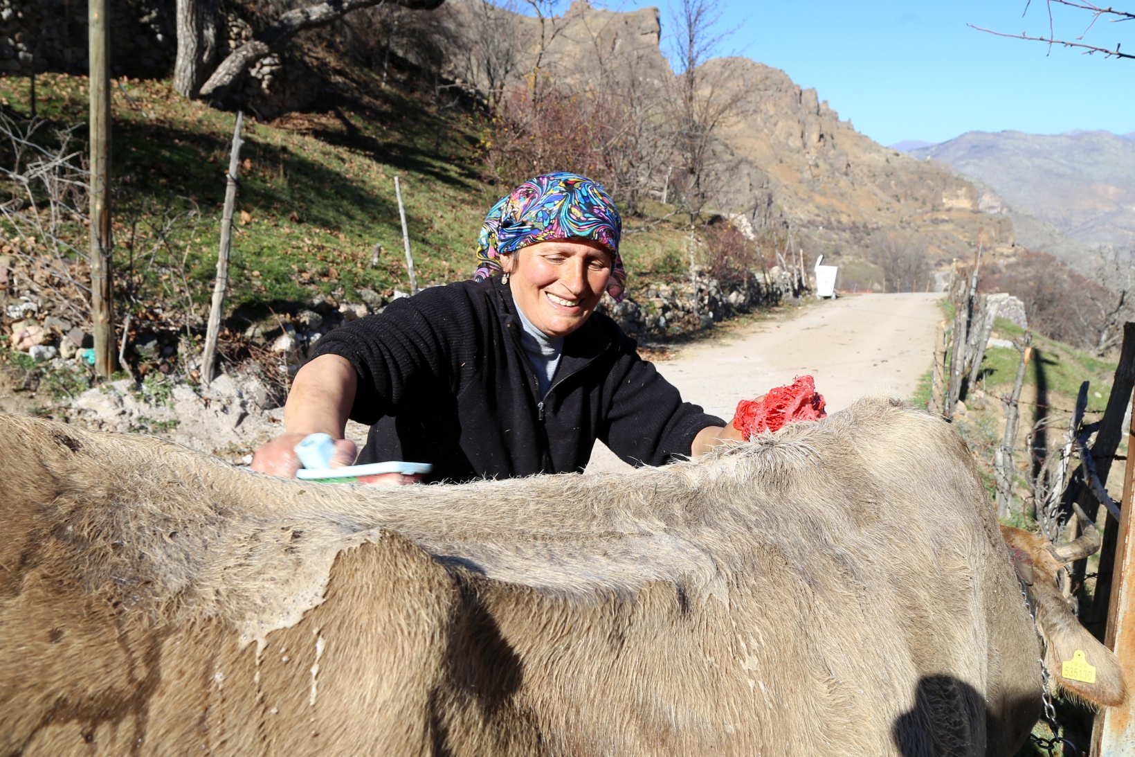 Kara kazanda ısıttıkları sularla inekleri bebek gibi yıkıyorlar 9