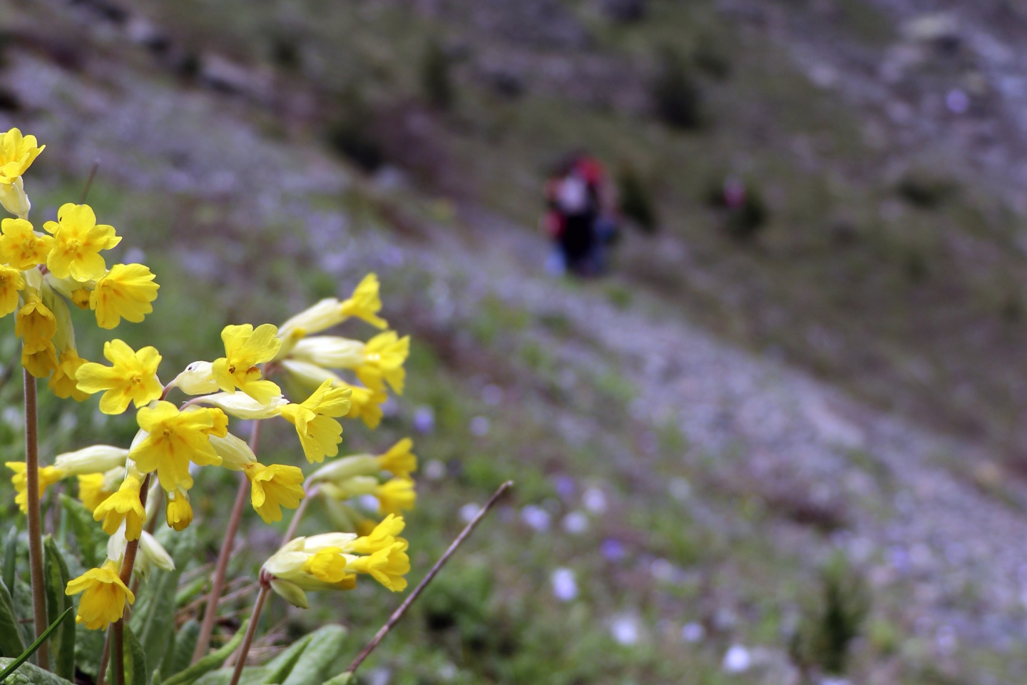 Gümüşhaneli dağcılardan bulutların üzerinde yürüyüş 78