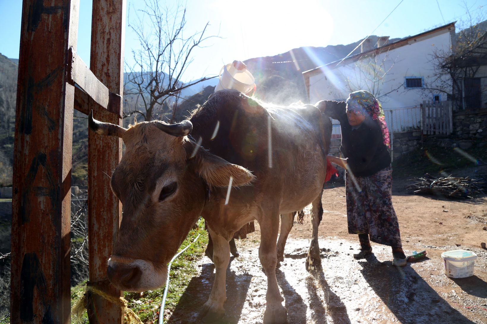 Kara kazanda ısıttıkları sularla inekleri bebek gibi yıkıyorlar 5