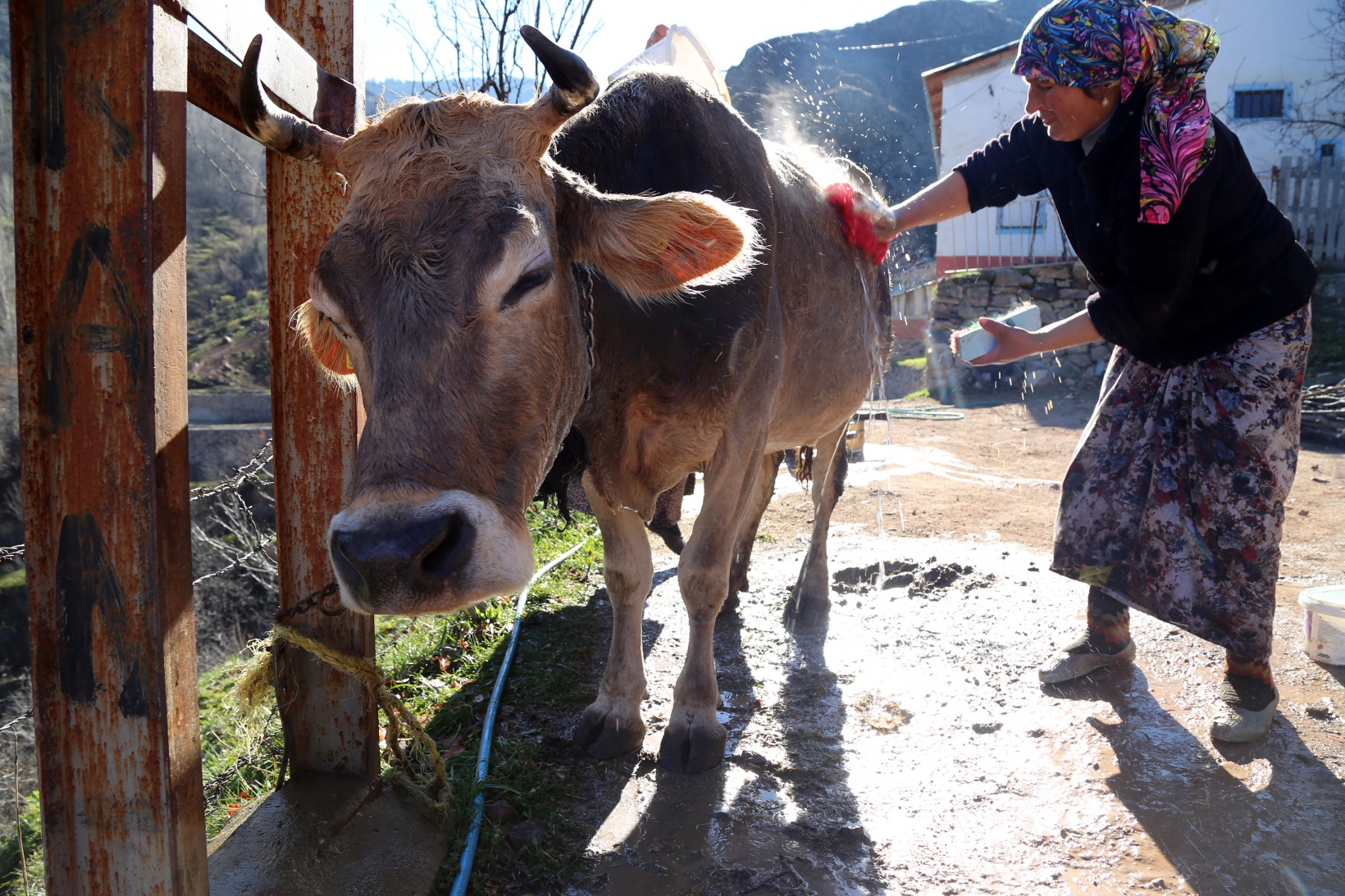 Kara kazanda ısıttıkları sularla inekleri bebek gibi yıkıyorlar 11