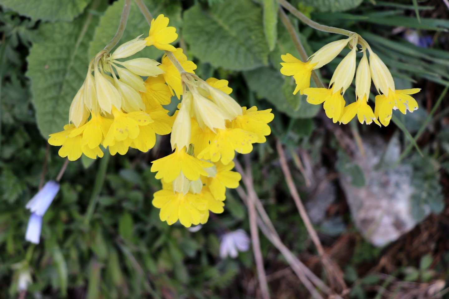 Gümüşhaneli dağcılardan bulutların üzerinde yürüyüş 23