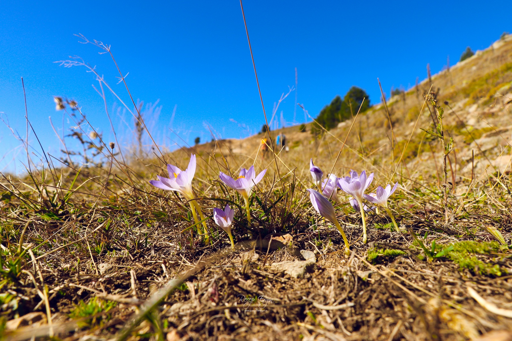 Gümüşhane dağları sonbaharın büyüleyici renkleriyle bezendi 9