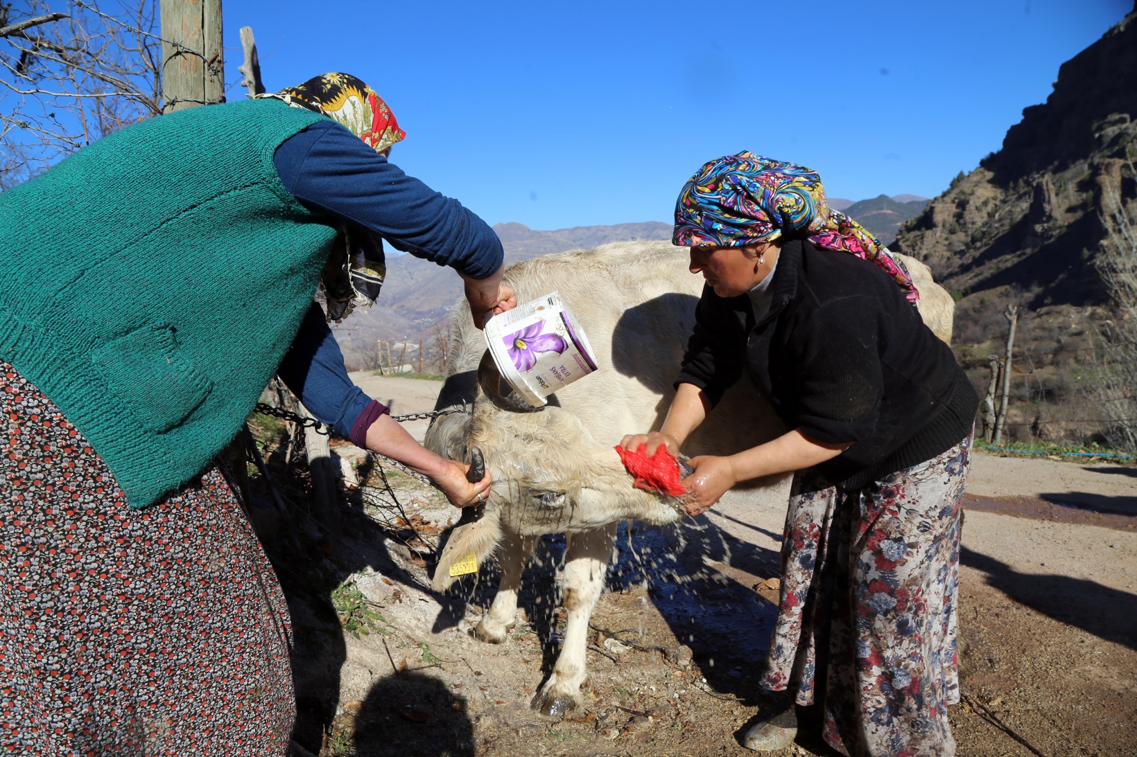 Kara kazanda ısıttıkları sularla inekleri bebek gibi yıkıyorlar 10