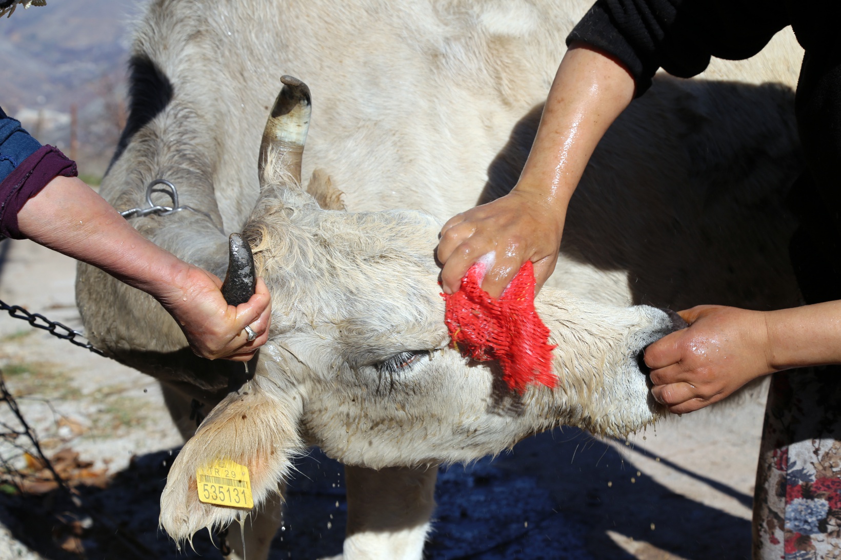 Kara kazanda ısıttıkları sularla inekleri bebek gibi yıkıyorlar 4