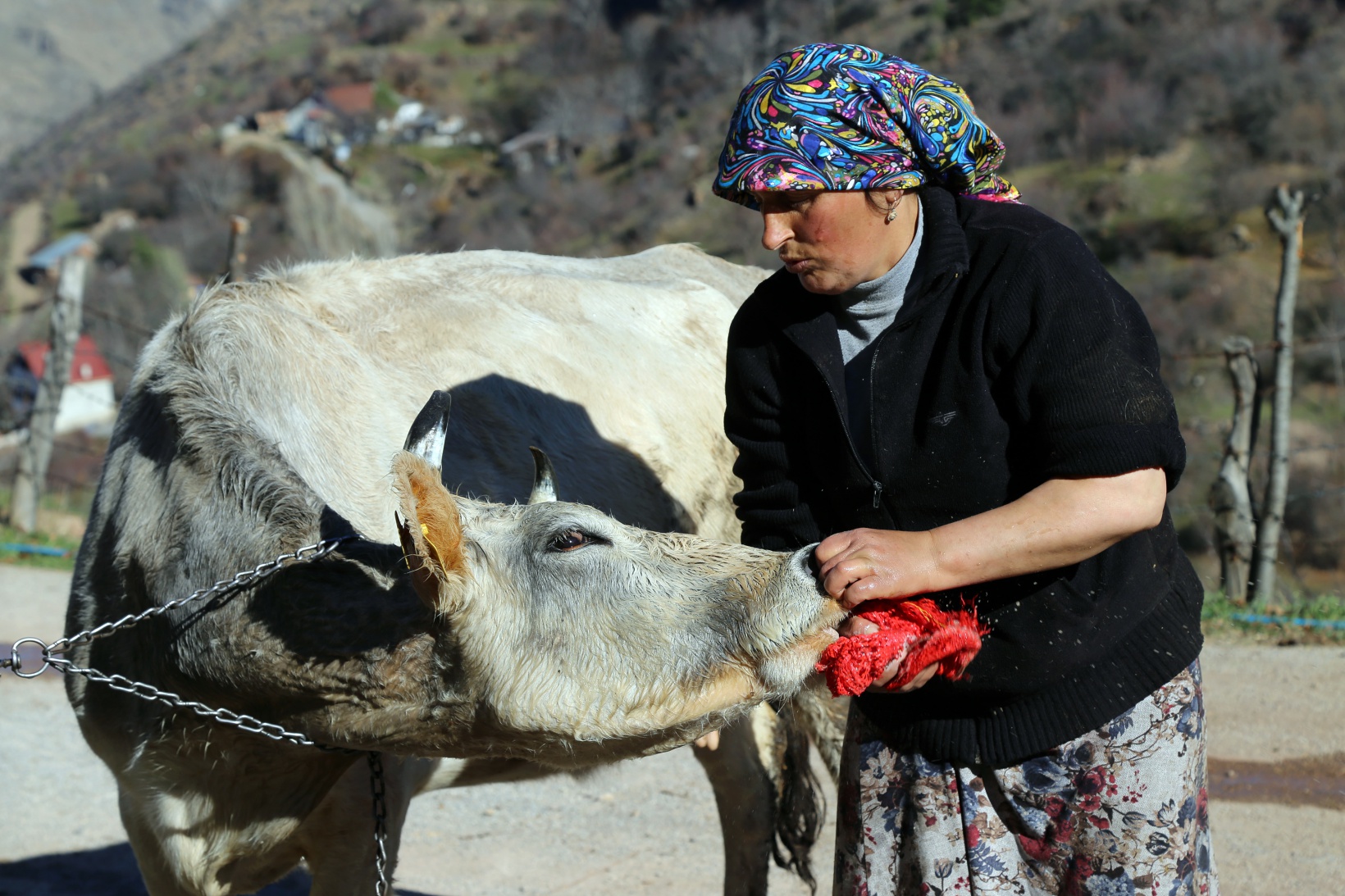 Kara kazanda ısıttıkları sularla inekleri bebek gibi yıkıyorlar 6