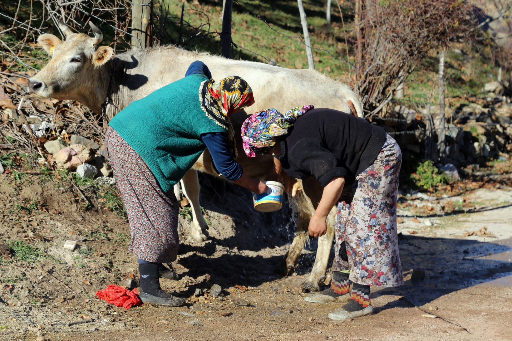 Kara kazanda ısıttıkları sularla inekleri bebek gibi yıkıyorlar 13