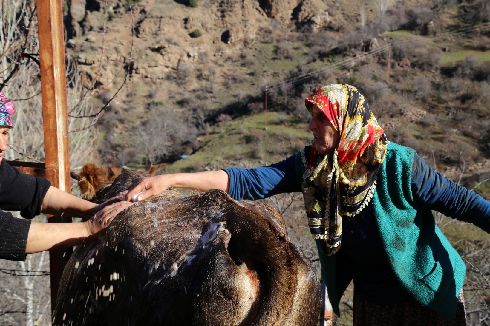 Kara kazanda ısıttıkları sularla inekleri bebek gibi yıkıyorlar 8