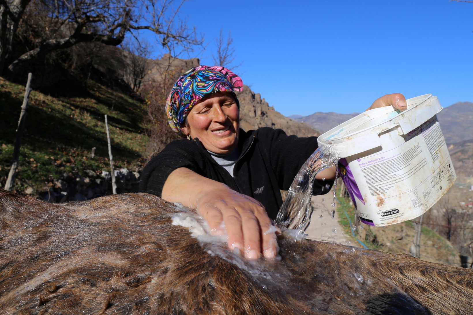 Kara kazanda ısıttıkları sularla inekleri bebek gibi yıkıyorlar 1