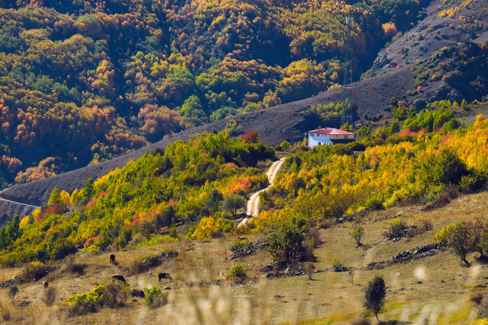 Gümüşhane dağları sonbaharın büyüleyici renkleriyle bezendi 19
