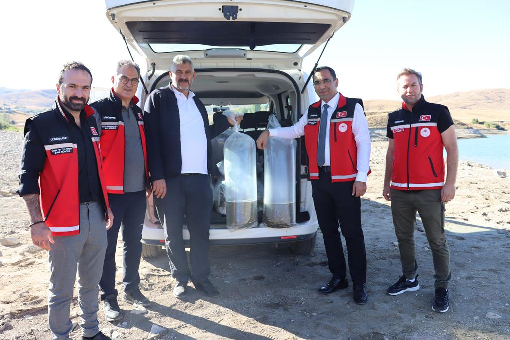 Sadak Barajına 120 bin sazan yavrusu bırakıldı 3