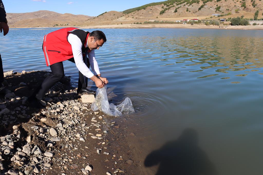 Sadak Barajına 120 bin sazan yavrusu bırakıldı 8