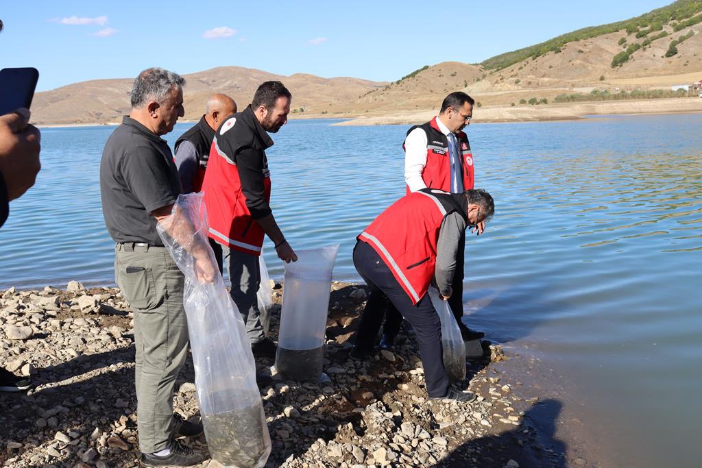 Sadak Barajına 120 bin sazan yavrusu bırakıldı 5