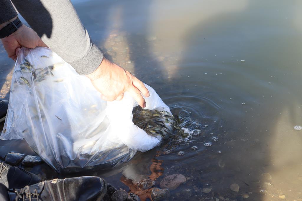 Sadak Barajına 120 bin sazan yavrusu bırakıldı 2