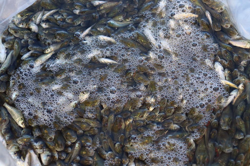 Sadak Barajına 120 bin sazan yavrusu bırakıldı 4