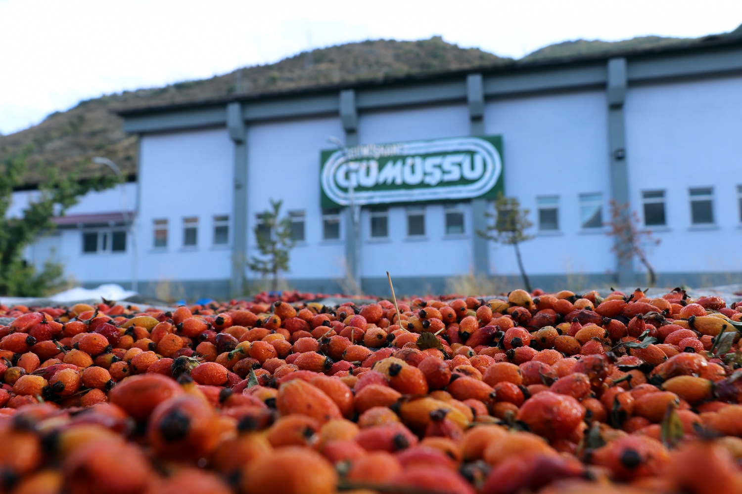 Fabrikanın bahçesi kırmızı renge büründü 5