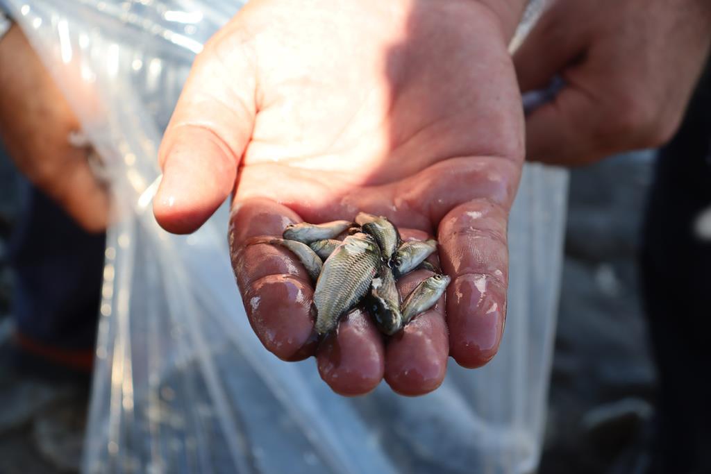 Sadak Barajına 120 bin sazan yavrusu bırakıldı 6