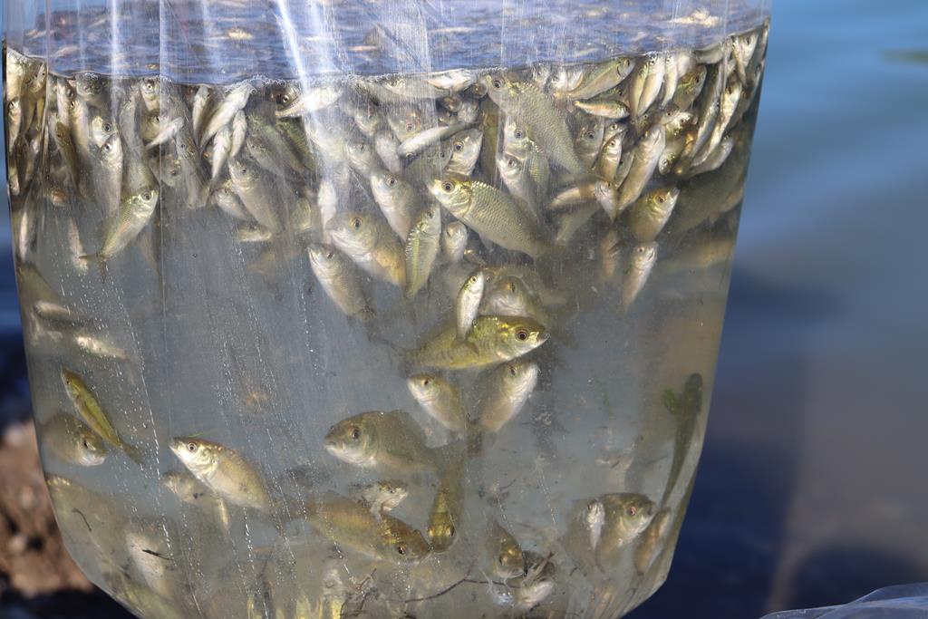 Sadak Barajına 120 bin sazan yavrusu bırakıldı 12