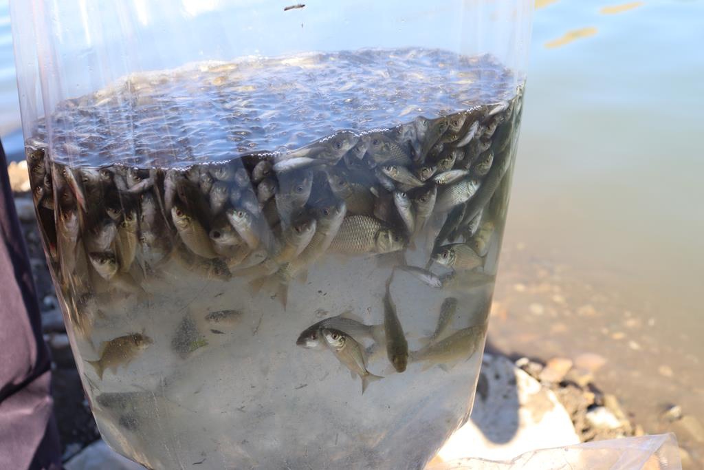 Sadak Barajına 120 bin sazan yavrusu bırakıldı 13